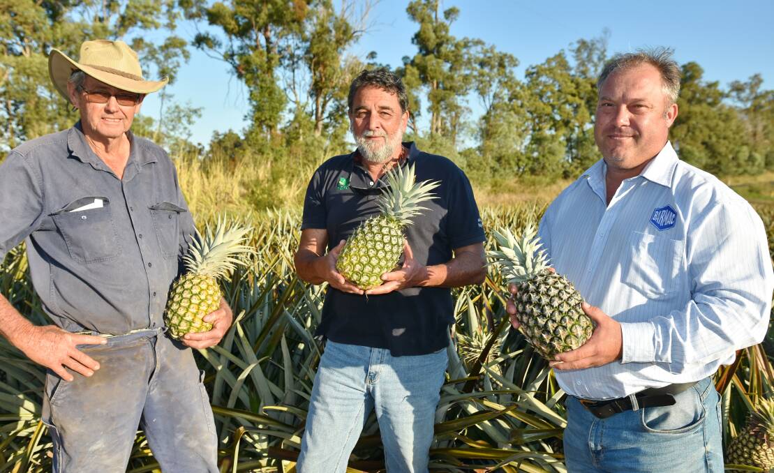 SAMPLE: Maryborough pineapple grower, Phil Smith, Haifa Qld regional agronomist, Peter Anderson and Barmac area sales manager, Wayne Muller sample some of the quality pineapples at the Smith’s property.