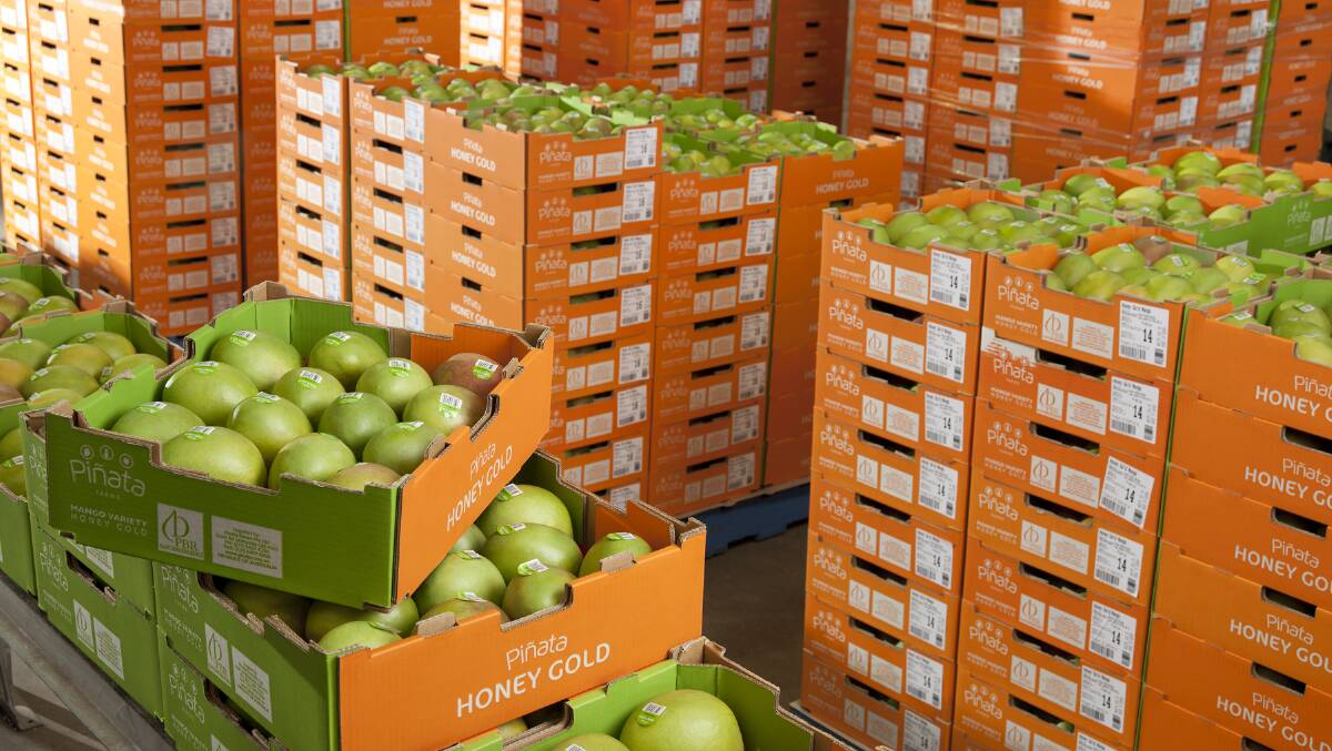 PLENTIFUL: Pinata Farms is the exclusive producer of Honey Gold mangoes.