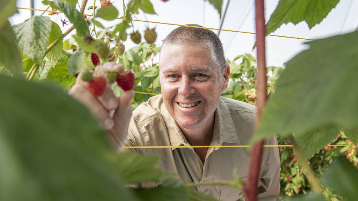 READY: Pinata Farms managing director, Gavin Scurr, with some of the BerryWorld Australia raspberries.