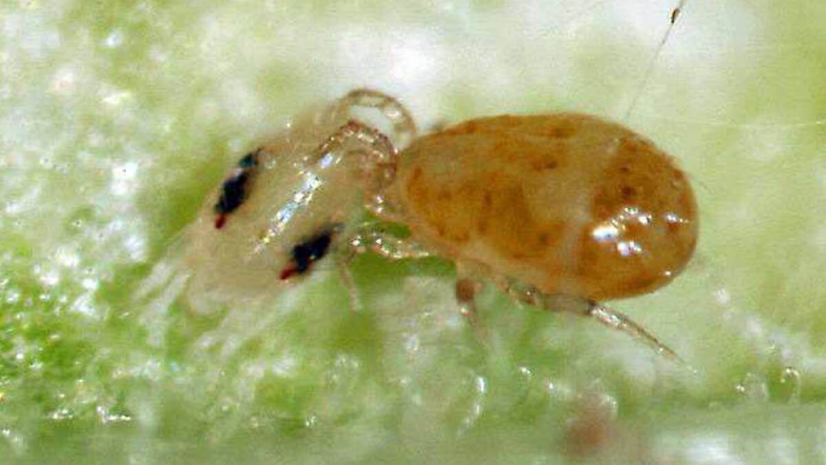 ON IT: A Californicus attacking a two-spotted mite in an example of beneficial pest control. 