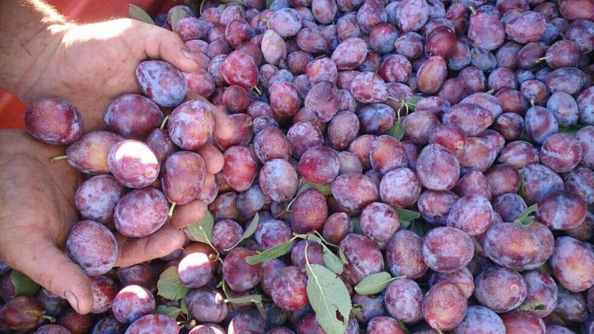 SUGAR SUGAR: Prickle Hill Produce has 5000 sugar plum trees, which are sold fresh and dried as prunes at farmers' markets and through their online store.
