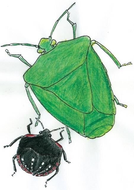 AWARE: Bugs can cause havoc to the commercial value of vegetable crops. 