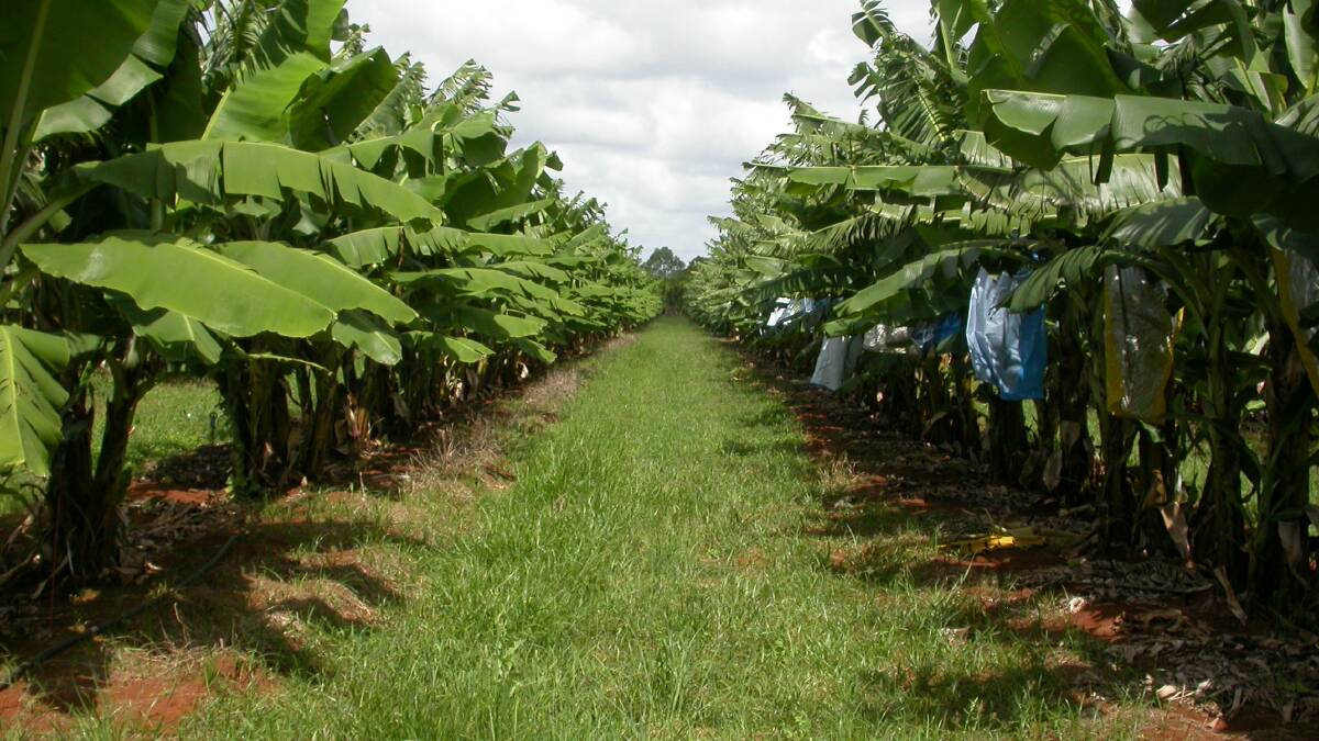 NSW banana growers five year program