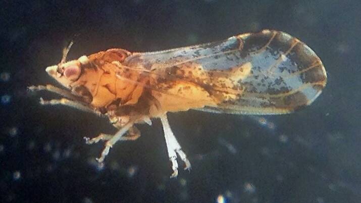NO GO: An Asian citrus psyllid, an exotic insect pest for horticulture, which is known to carry the bacteria that causes citrus greening disease.