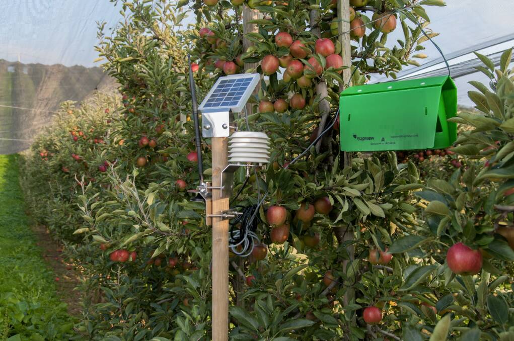 NEW: The insecticide Cormoran can now be used in a range of stonefruit crops and has been combined with the integrated and automated pest monitoring system, Trapview.