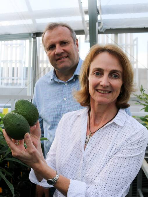 FRUITFUL: Dr Andrew Geering and Dr Liz Dann, QAAFI, with the product in focus. 