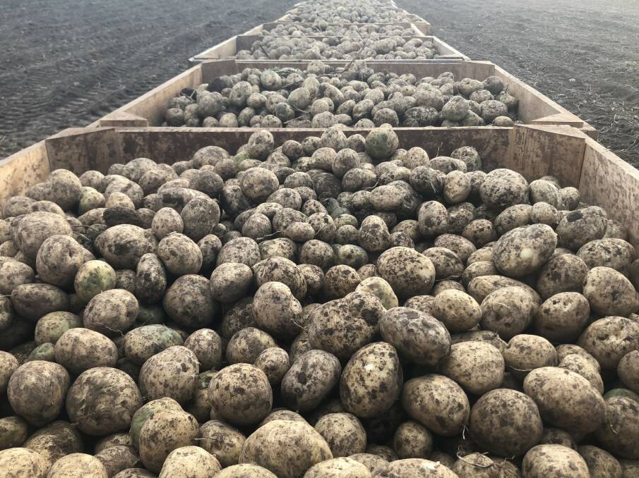 OUTPUT: Bins of freshly harvested seed potatoes. The Weirs produce about 1500 tonnes each year of a dozen or more different fresh and crisping varieties.
