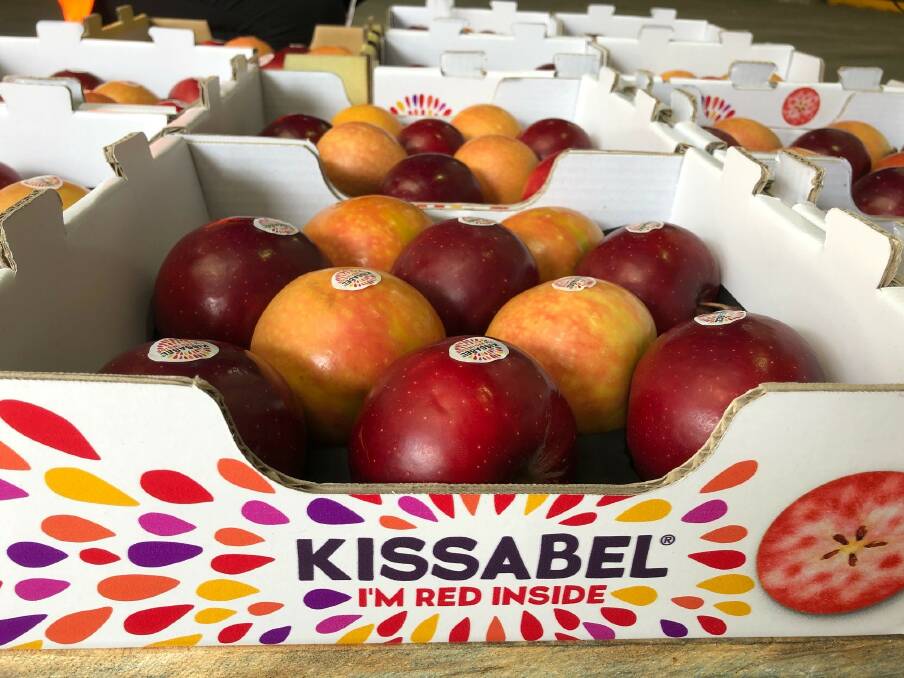 READY: Packaged Australian Kissabel apples, which will have a highter profile this season. 