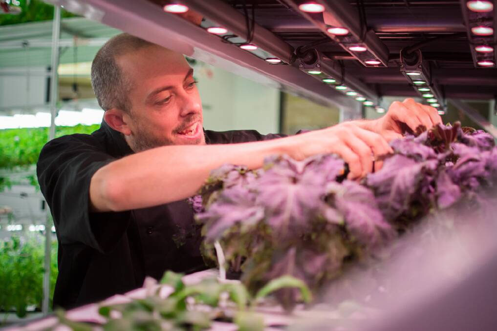 HANDS ON: Farm.One CEO and Melbourne native, Rob Laing, tends to Manhattan's first vertical farm growing rare herbs for chefs locally. 