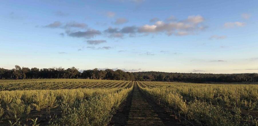 The super high density olive grove is a new planting system based on innovative technologies at Peppergreen Estate near Berrima, NSW. Picture supplied