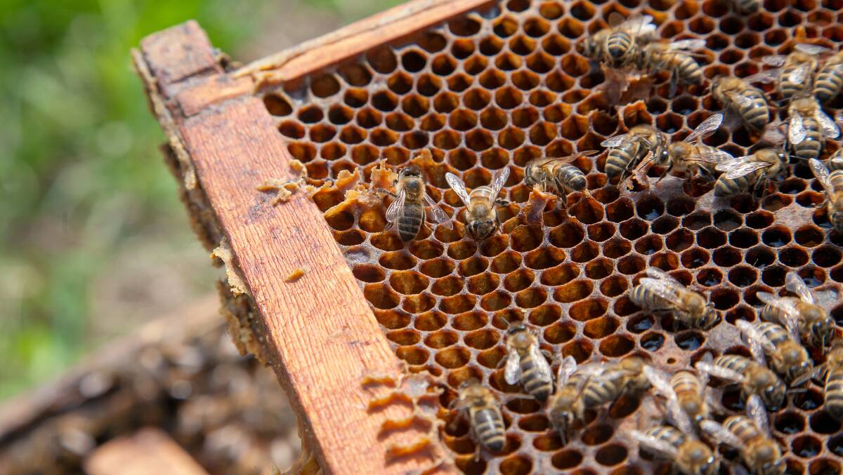 CARE: A ban restricting the movement of bees remains in place in NSW. Photo: Shutterstock
