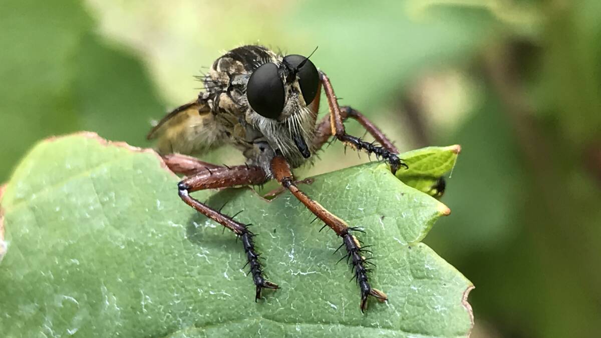 BENEFICIAL: Asilidae robber fly on a grapevine. These are some of the predatorial insects.
