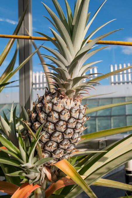BOOST: Controlling Phytophthora in pineapples with biofungicides could prove an economic windfall for Queensland. 