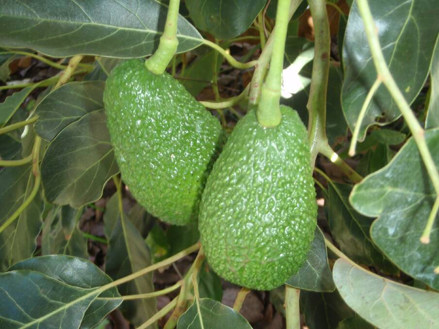 RESEARCH: SACOA has conducted independent field research to prove the fit of BIOPEST in a range of tree cropping situations, including the management of mites and compatibility with standard spray programs in avocados.