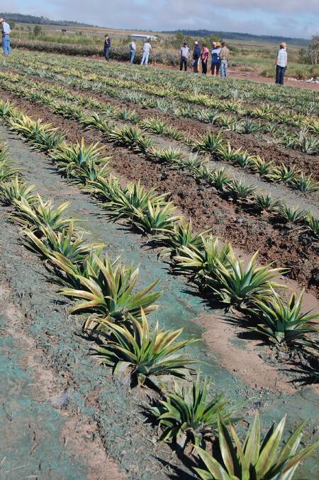 ON TRIAL: The pineapple field trial was hit with 400mm about two weeks after application but still held on in areas to form a dust and erosion suppressant cover.