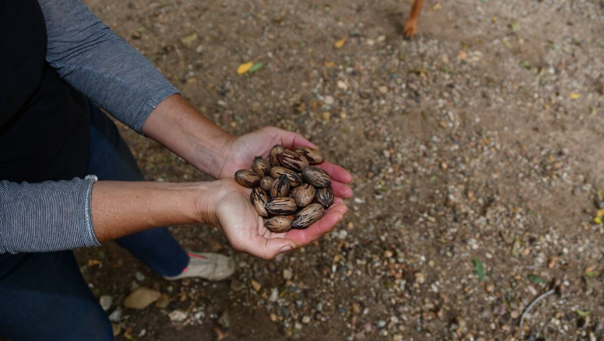 HANDFULS: Pally Pecans will use close to 3.5t and once it reaches the point of more than 4t it begins to look at outside markets.