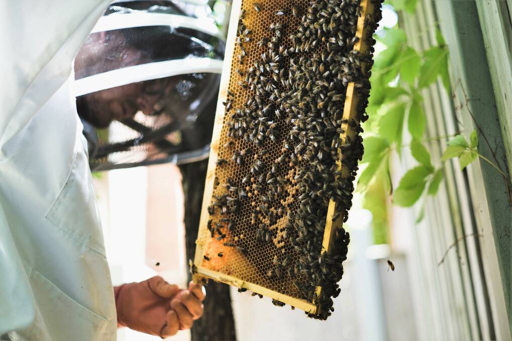 FRAMED: Evan Spoljaric inspecting a hive frame. The idea for creating jun kombucha came after the family found it had an abundance of excess honey.