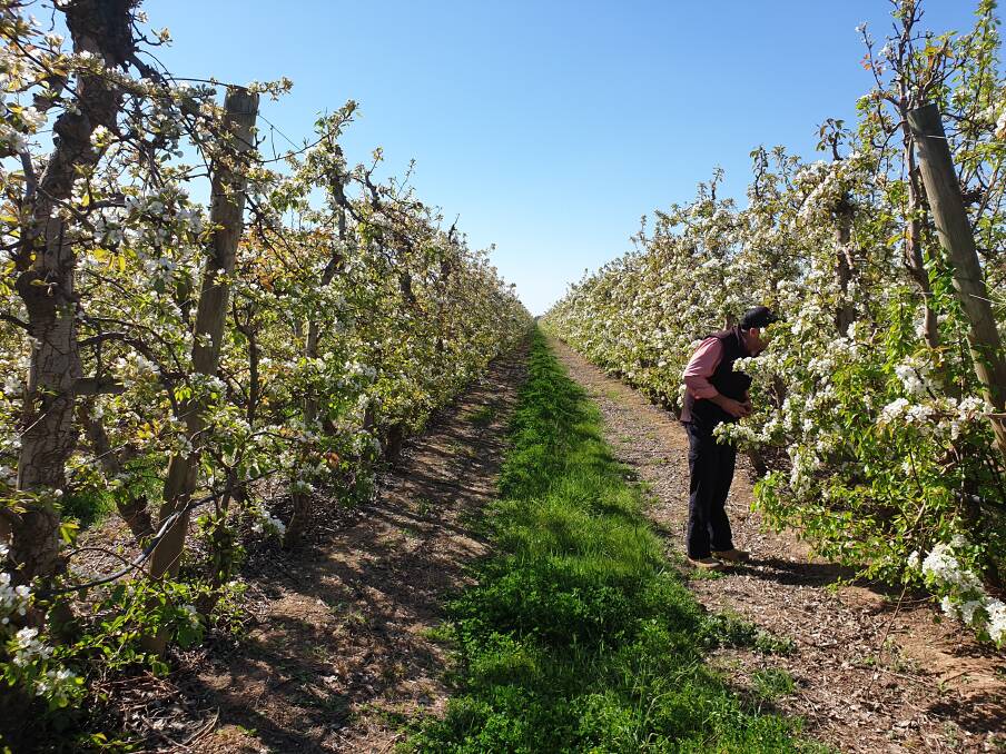 INSPECTION: Glenn Masterton from Elders checking a Geoffrey Thompson apple orchard block, which utilises an IPM strategy to such effect it has required minimal spraying for thrips and mites. 