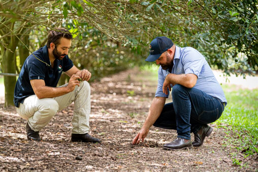 ON GROUND: Marquis Macadamias' Earl Yandall and Clayton Mattiazzi inspect the below canopy mulching which is just one part of the company's carbon emission reduction strategy. 