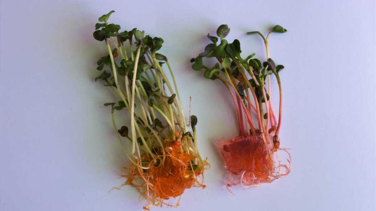 PULLED: Convenience is key to the Burst Microgreens products as they can be simply cut or pulled from the container, rinsed and eaten. 