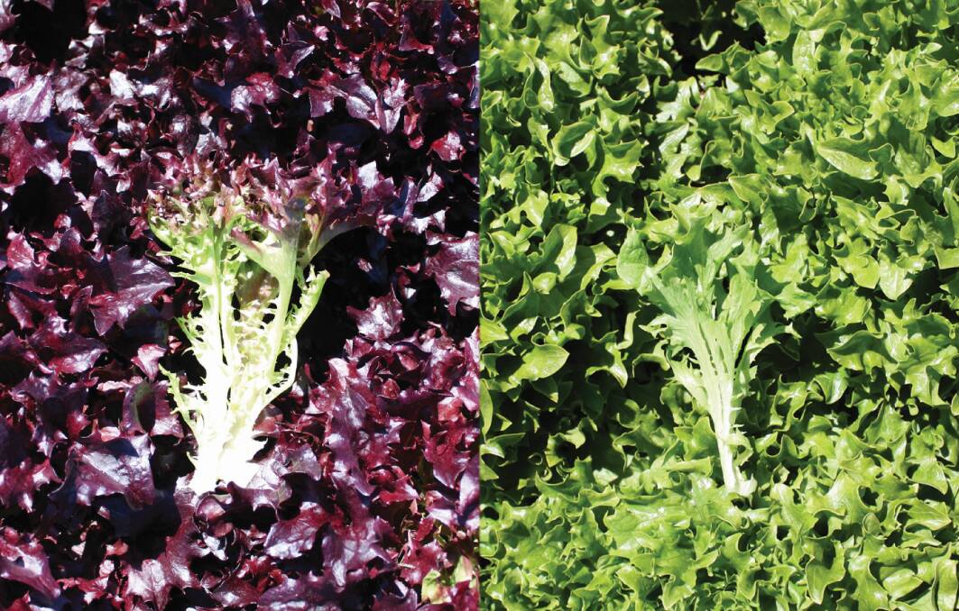 VARIETY: Two new multileaf lettuce varieties from South Pacific Seeds: The dark red multileaf, Rioli (left) and the green multileaf, Wildling.