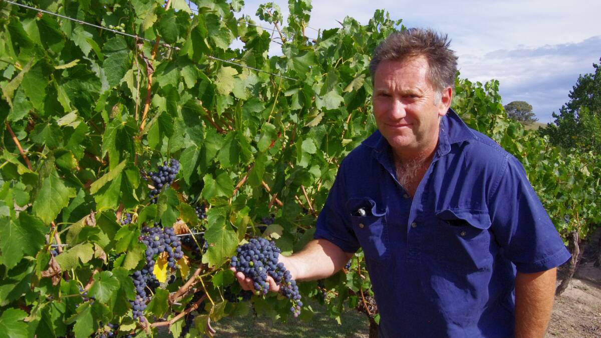 RIPE: Ensay Winery owner, David Coy, Vic, inspects the progress of his grapes which are produced with eco-conscious management tools to value-add to the enterprise.