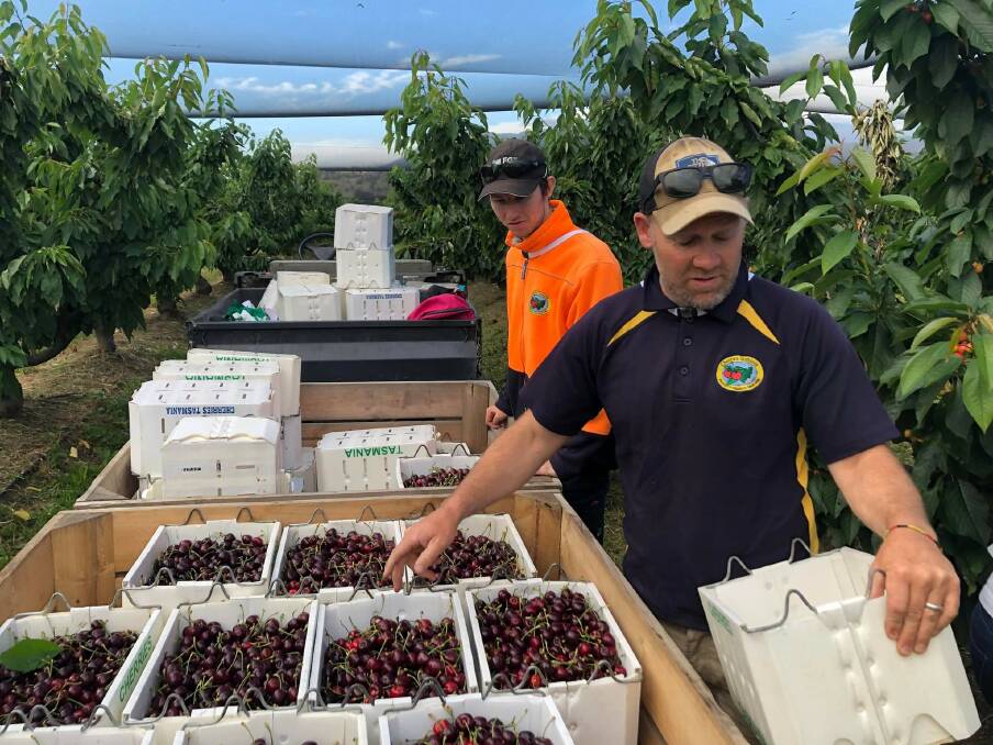 WORKING: Cherries Tasmania's orchard foreman Chris Martin manages the first harvest using AgPick.