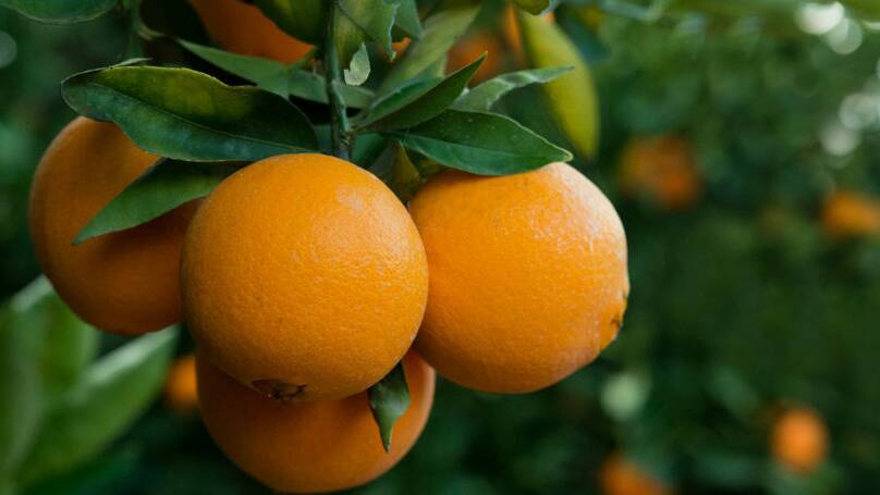 Orange export season in full swing​