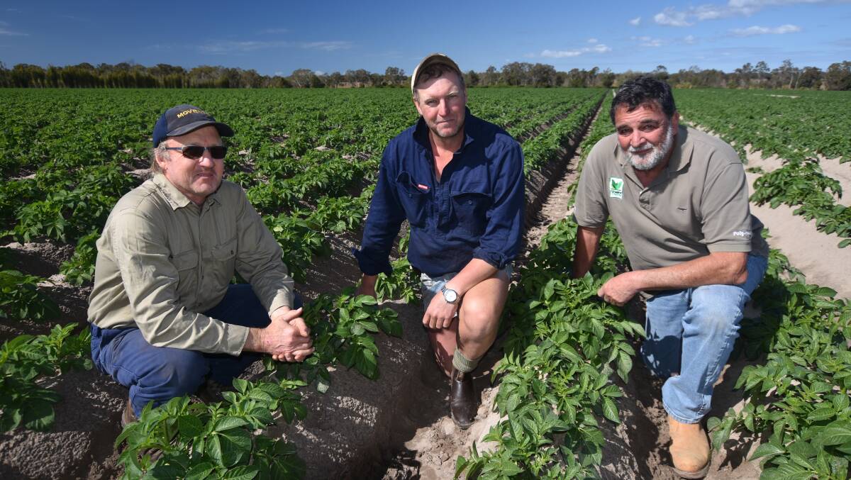 DIG IN: Bundaberg crisping potato grower, Mark Fritz, Tony Grassick, who works for Mark and also grows potatoes, and Haifa Queensland regional agronomist, Peter Anderson, investigate the quality of a young potato crop on the family’s property.