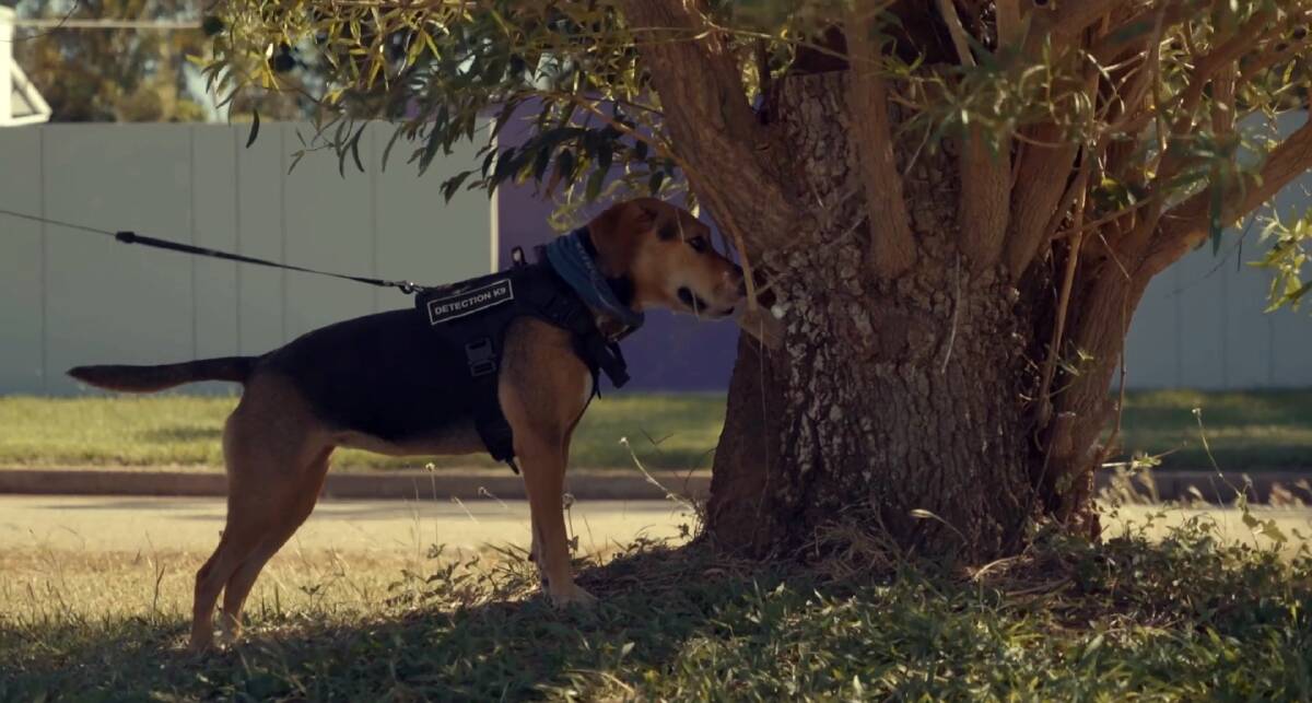 SNIFF: A citrus canker detector dog inspects a tree. A project is training such dogs to identify the disease. 