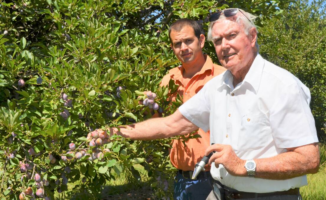 GROWING: Prune farmer Bruce Gowrie-Smith, Darlington Point with prune expert Scott Beaumont, inspecting the current crop. Photo: Reuben Wylie 