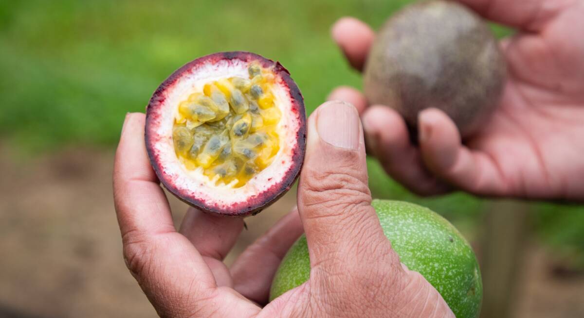 Current passionfruit varieties are susceptible to diseases and pests. Picture supplied