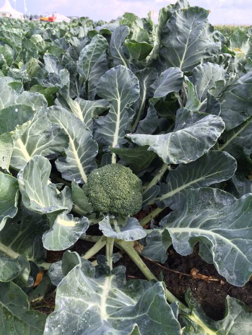 NEEDS: Nutrition programs for brassica crops need to be based on each crop's specific requirements to produce a unit of yield, the ratio of the nutrients that are taken up by the plants and the amount which is actually removed from the field at harvest.