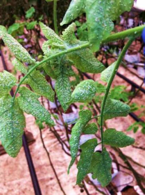 HEAVY: An example of whitefly damage on a tomato plant. 