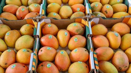 The highly revered tropical fruit will be the focus of the 2024 Australian Mango Conference happening in Cairns from May 21 to 23. Picture supplied