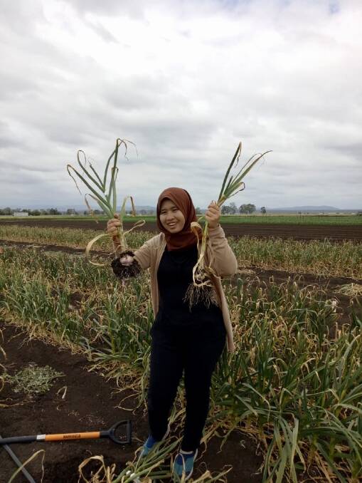 RESULTS: PhD candidate Sari Nurulita with high and low yielding garlic sharing the same viruses. Picture: UQ.