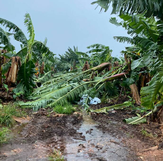 TORN: Howe Farming Enterprise's Banana farm in Mareeba was severely impacted during Monday's storm, after strong winds associated with Cyclone Niran flattened trees. Picture: Kim Mastin