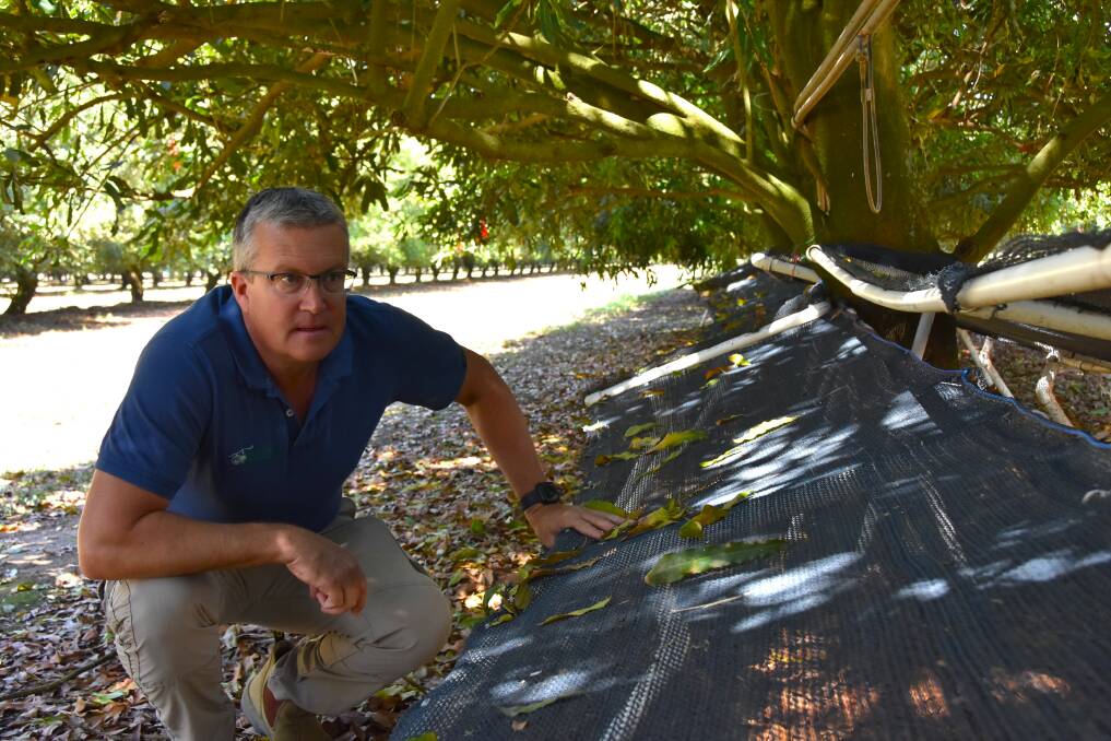 Scott Allcott, director, Macadamia Farm Management, Bundaberg with the under-tree netting trial which is researching the benefits of dispersing the nuts and leaves away from the trunk line. Picture by Ashley Walmsley