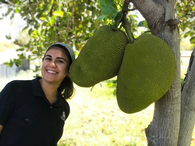 RESILIENT: DPIRD research scientist Dr Valeria Almeida Lima with jackfruit, which will be used in the Carnarvon trial.
