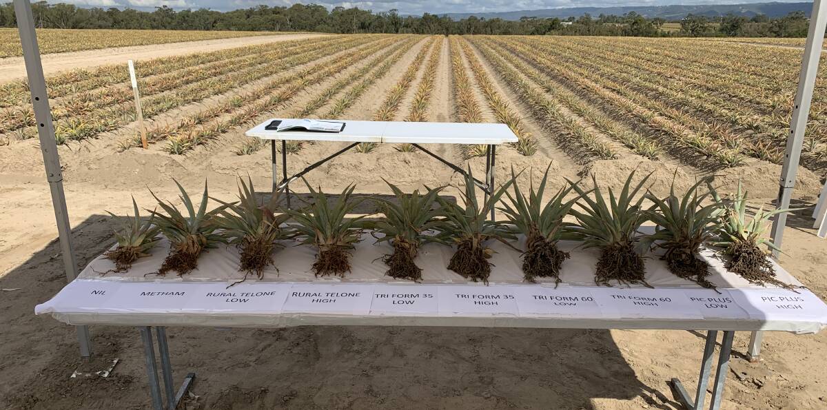 STUDY: The first assessments of pineapple plants following the Chloropicrin treatments, as conducted by R&R Fumigation Services.