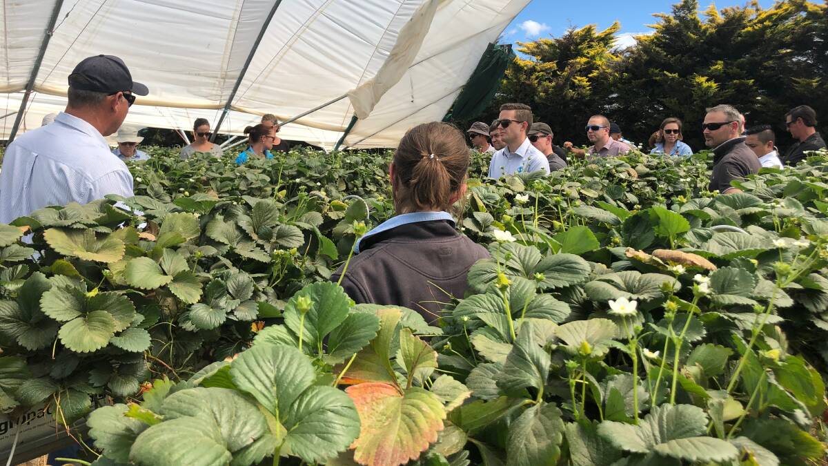 WITHIN: Protected Cropping Australia members look inside the operations of some of Tasmania's leading berry producers on a recent tour. 