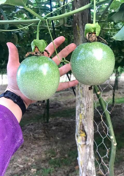BIG: Some of the significantly sized passionfruit grown by Tyannah Farming. 