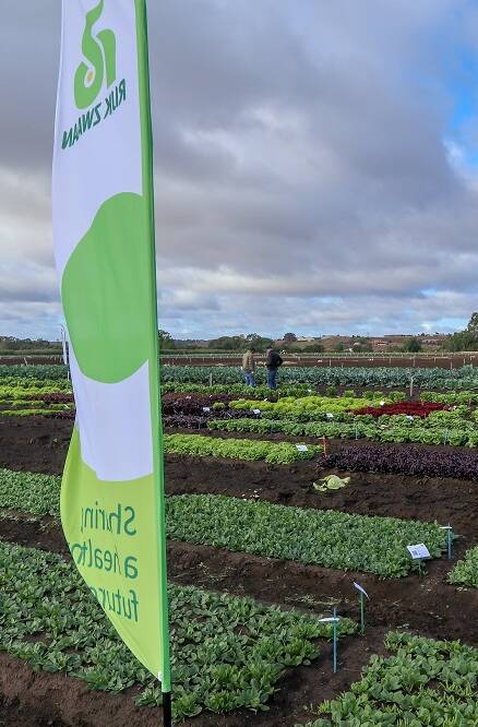 INSIGHT: The field trials at Bacchus Marsh provide an opportunity for growers to see new products first hand. 