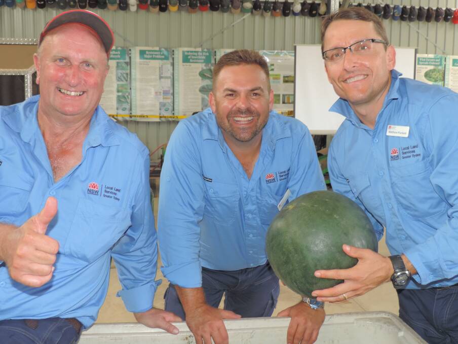 SHED MEETING: Leigh James with Peter Conasch and Matthew Plunkett, conducting some melon research. 