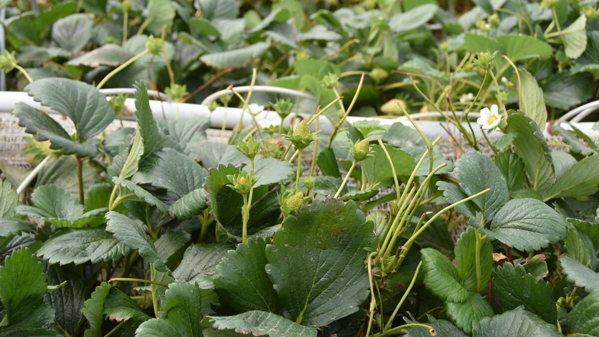 Growing hope for strawberry farm