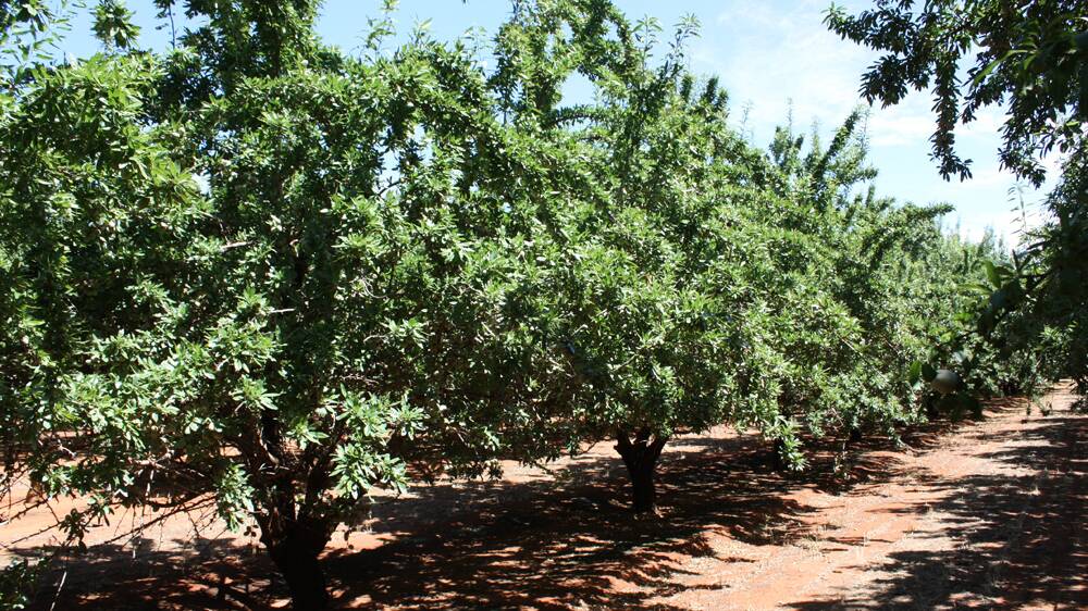 Record crop to drive Australian almond exports