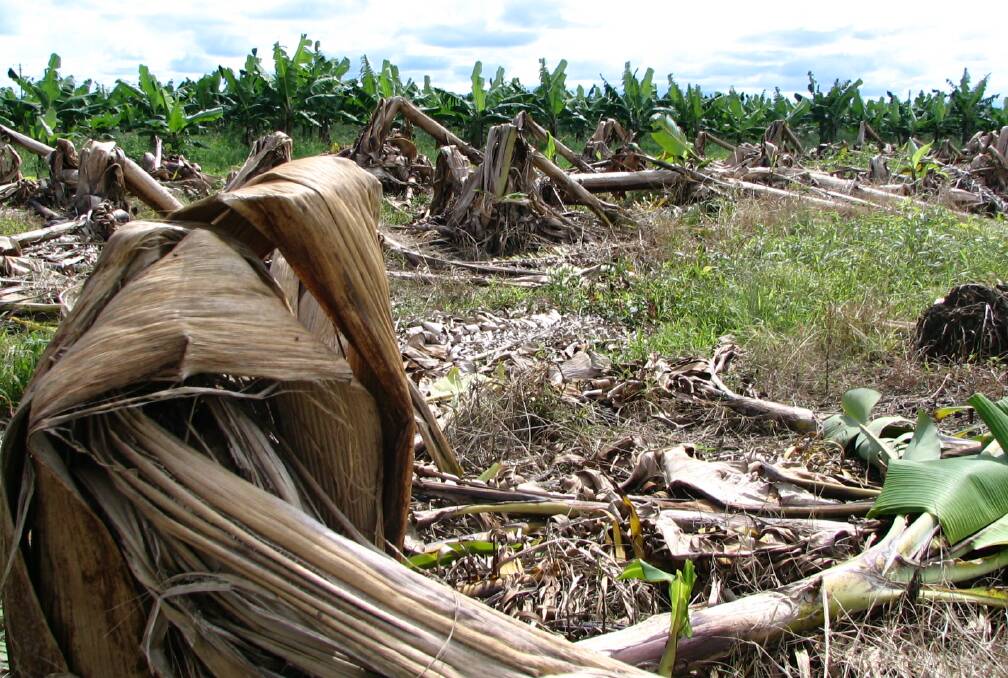 USE: Waste banana stalks could be turned into packaging material that is both biodegradable and recyclable.