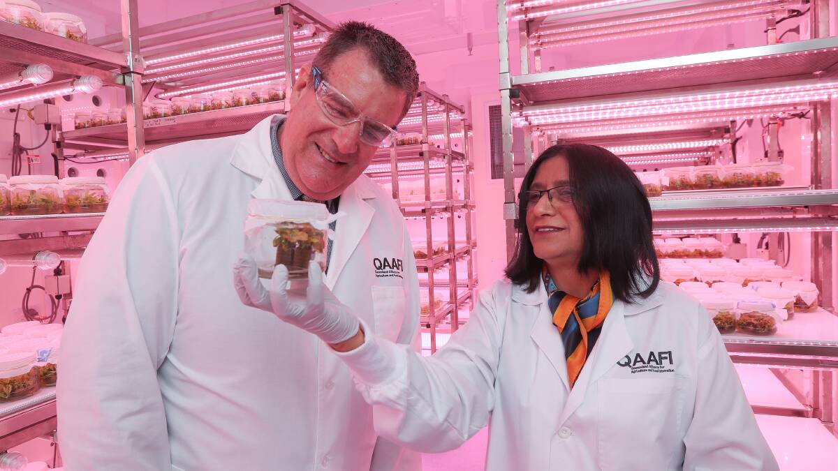 FUTURE: Queensland agriculture minister Mark Furner and Professor Neena Mitter, UQ, inspecting avocado tissue culture in the lab. Photo: QAAFI