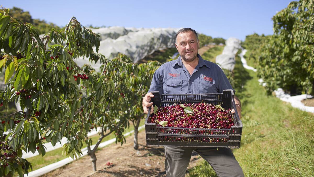 PROTECTED: Tony Ceravolo, Ceravolo Orchards, SA, says the new roofing structure will allow the farm to produce  premium cherries no matter the weather conditions.