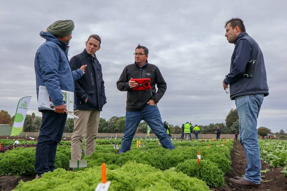 DISCUSSION: Company reps and growers discuss varietal differences at the Rijk Zwaan variety trials at Bacchus Marsh in May. 